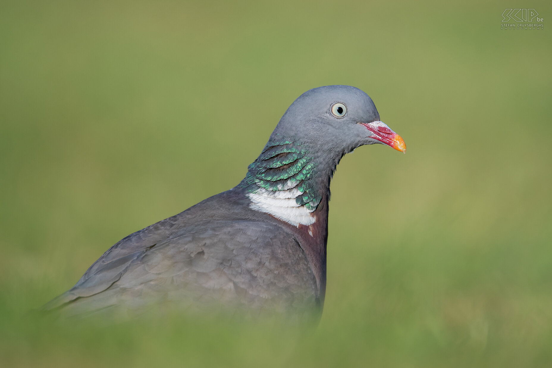 Garden birds - Wood pigeon Columba palumbus Stefan Cruysberghs